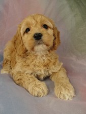Female Cockapoo Puppy for sale #25 Born February 15th 2012